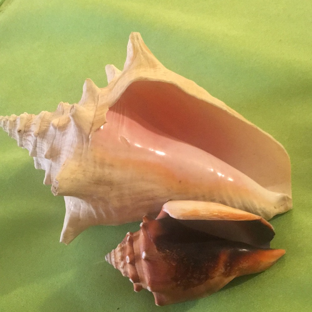 2 Shells